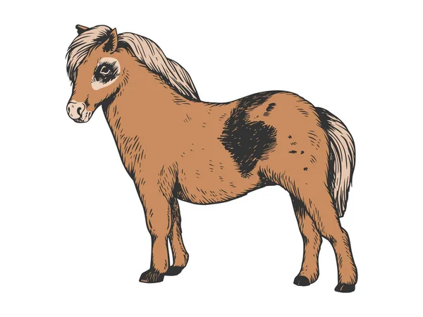 Pony malý kůň barva gravírování vektorové ilustrace. Odkládací deska stylu imitace. Černá a bílá ruka nakreslený obrázek. — Stockový vektor