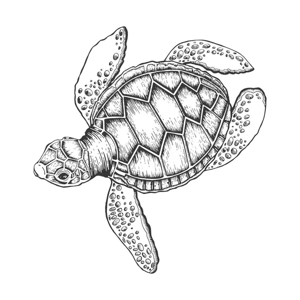 Schildpad vector illustratie. Kras bestuur stijl imitatie. Hand getekende afbeelding. — Stockvector