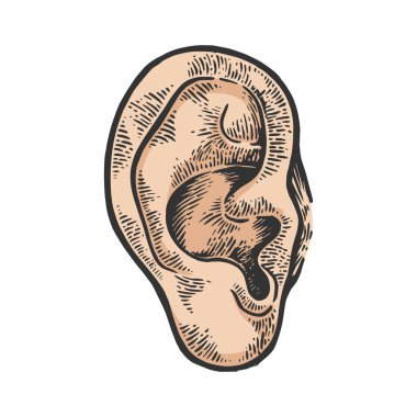 İnsan kulağının Renk eskiz oyma vektör çizim. Yönetim Kurulu tarzı taklit kaşı. Siyah ve beyaz el çizilmiş resim.