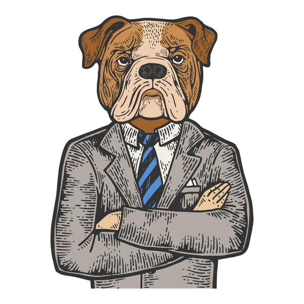 Bulldog testa uomo d'affari disegno a colori incisione vettoriale illustrazione. Imitazione in stile gratta e vinci. Immagine disegnata a mano in bianco e nero . — Vettoriale Stock