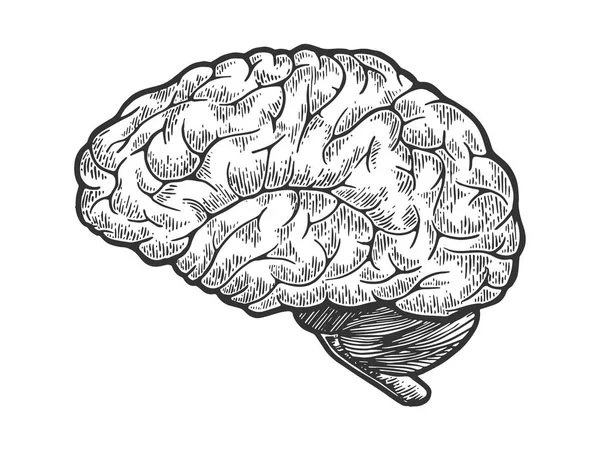 İnsan beyni şematik vintage kroki oyma vektör çizim. Yönetim Kurulu tarzı taklit kaşı. Siyah ve beyaz el çizilmiş resim. — Stok Vektör