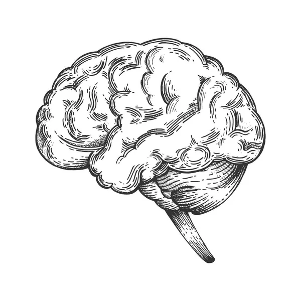 Schéma cérébral humain croquis vintage gravure vectorielle illustration. Imitation de style scratch board. Image dessinée à la main noir et blanc . — Image vectorielle