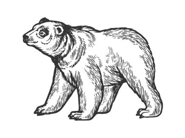 Ayı hayvan vektör çizim oyma dört bacağı kroki üzerinde gider. Yönetim Kurulu tarzı taklit kaşı. Siyah ve beyaz el çizilmiş resim.