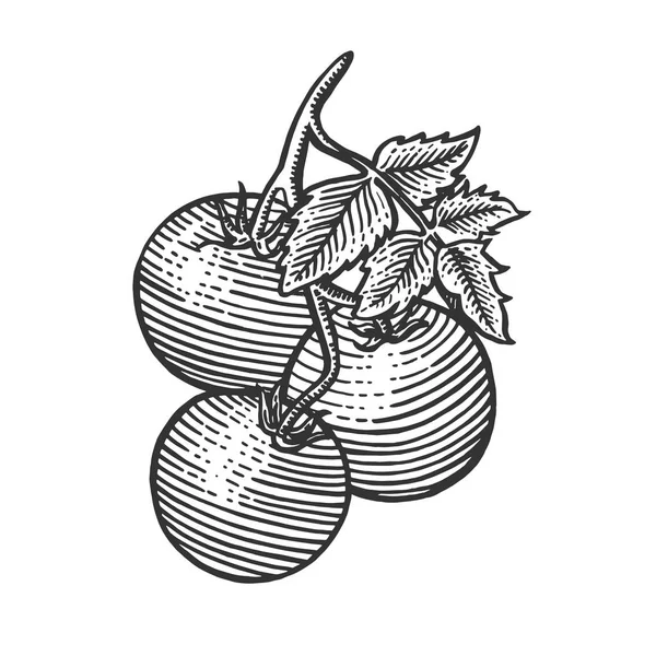 Tomate planta rama boceto grabado vector ilustración. Scratch board estilo imitación. Imagen dibujada a mano . — Archivo Imágenes Vectoriales