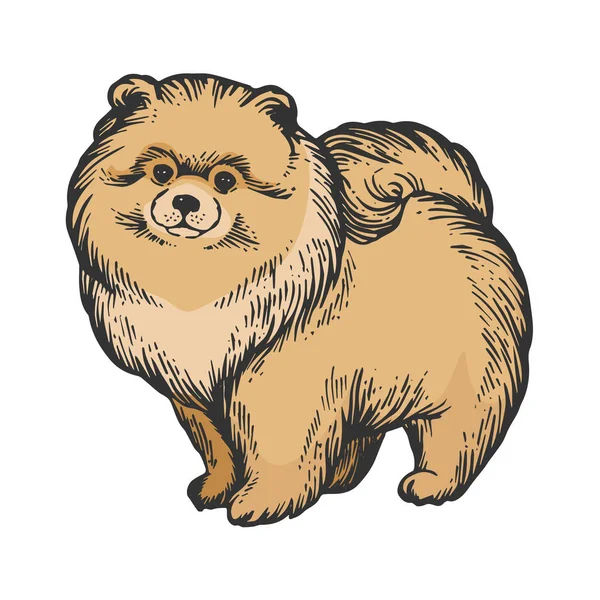 Spitz Pomeranian cão cor animal esboço gravura vetor ilustração. Imitação de estilo Scratch board. Imagem desenhada à mão preto e branco . —  Vetores de Stock