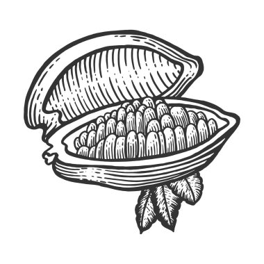 Kakao meyve oyma vektör çizim kroki. Yönetim Kurulu tarzı taklit kaşı. Siyah ve beyaz el çizilmiş resim.