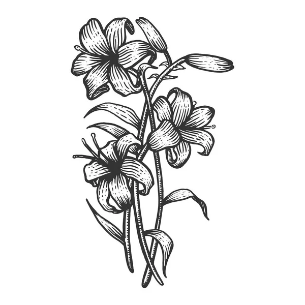 Lily flor vintage esboço gravura vetor ilustração. Imitação de estilo Scratch board. Imagem desenhada à mão preto e branco . — Vetor de Stock