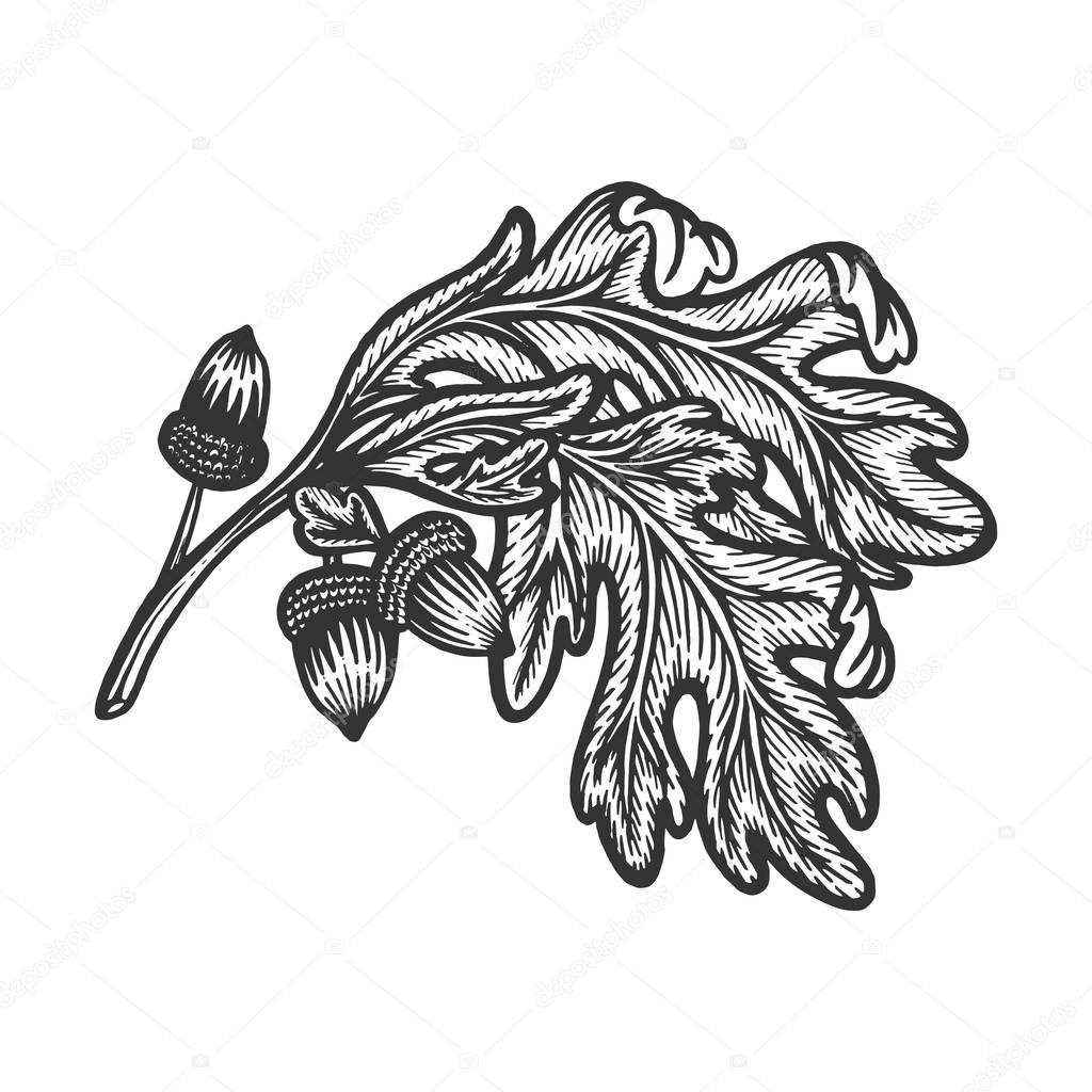 Oak branch with acorns sketch engraving vector illustration. Scratch board style imitation. Hand drawn image.