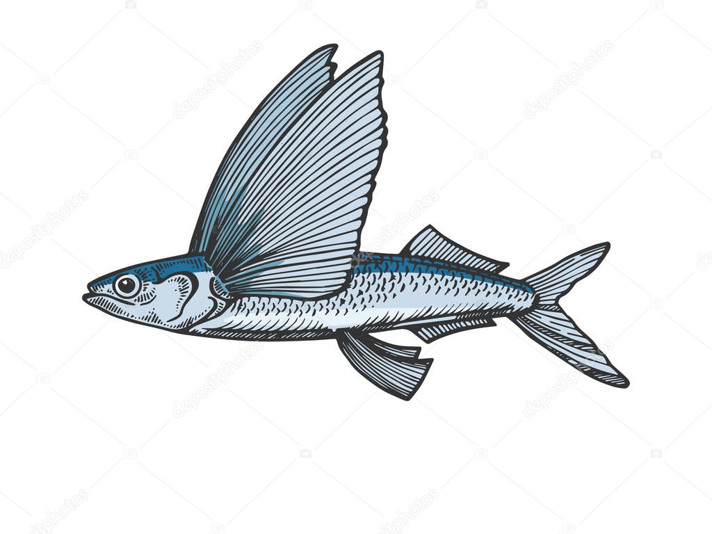 Flying fish animal color sketch engraving vector illustration. Scratch board style imitation. Black and white hand drawn image.