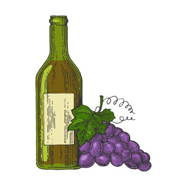 Bir şişe şarap ve üzüm Renk eskiz oyma vektör çizim. Yönetim Kurulu tarzı taklit kaşı. Elle çizilmiş resim.