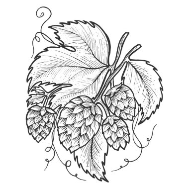 Atlama oyma sketch vektör çizim bitki. Yönetim Kurulu tarzı taklit kaşı. Siyah ve beyaz el çizilmiş resim.