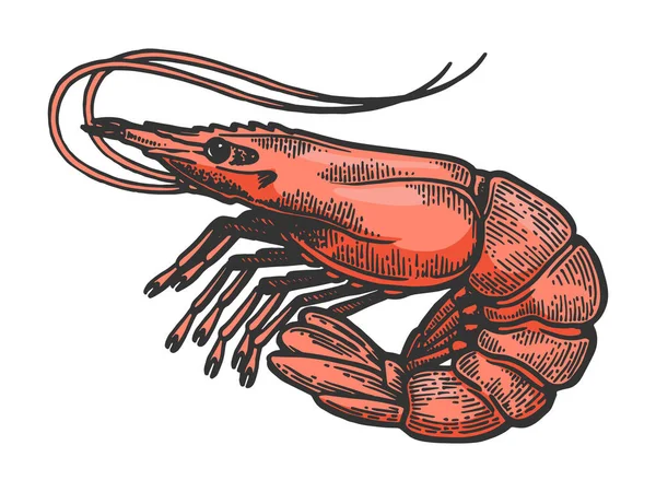 Shrimp sea Caridea animal sketch color engraving vector illustration. Scratch board style imitation. Black and white hand drawn image. — Stock Vector