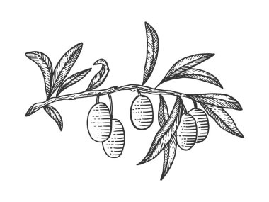 Zeytin dalı kroki oyma vektör çizim. Yönetim Kurulu tarzı taklit kaşı. Elle çizilmiş resim.