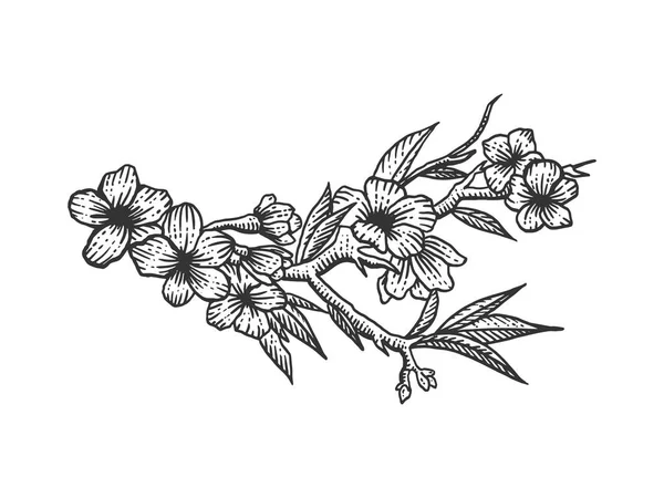 Вишневий квітка ескіз гравюри Векторні ілюстрації. Імітація стилю подряпини дошки. Мальоване зображення вручну . — стоковий вектор