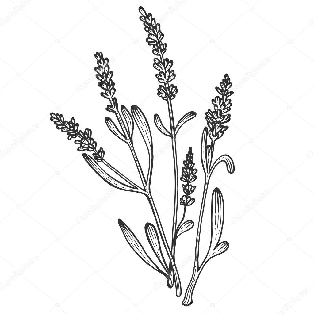 Lavandula lavender flower plant sketch engraving vector illustration. Scratch board style imitation. Black and white hand drawn image.