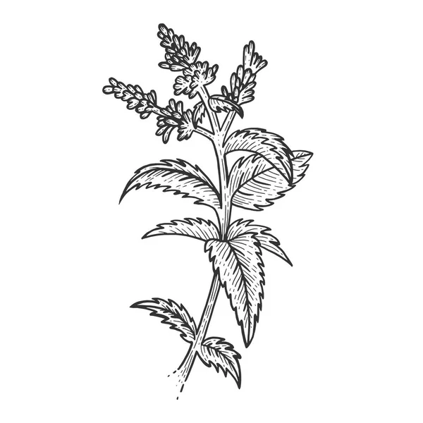 Menta fodormenta növény vázlat gravírozás vektoros illusztráció. Scratch fórumon stílus utánzása. Fekete-fehér kézzel rajzolt kép. — Stock Vector