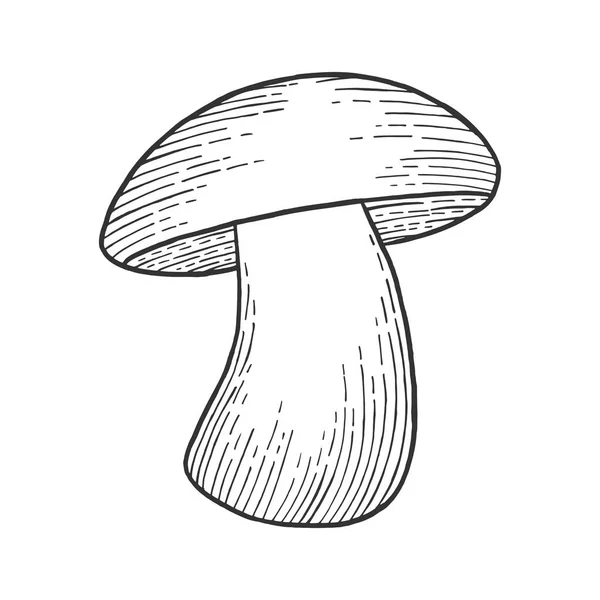 Porcini witte eetbare schets paddestoel gravure vectorillustratie. Kras bestuur stijl imitatie. Zwart-wit getekende handbeeld. — Stockvector