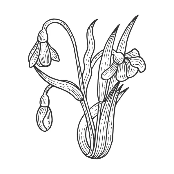 Goutte de neige Galanthus fleur plante croquis gravure vectoriel illustration. Imitation de style scratch board. Image dessinée à la main noir et blanc . — Image vectorielle