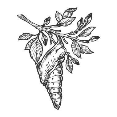 Kelebek koza pupa sketch vektör çizim oyma. Yönetim Kurulu tarzı taklit kaşı. Elle çizilmiş resim.