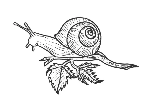 Caracol animal esboço gravura vetor ilustração. Imitação de estilo Scratch board. Imagem desenhada à mão preto e branco . — Vetor de Stock