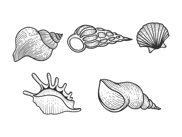 Sea shell set sketsa gambar vektor ilustrasi. Peniruan gaya papan gores. Citra gambar tangan hitam dan putih . - Stok Vektor