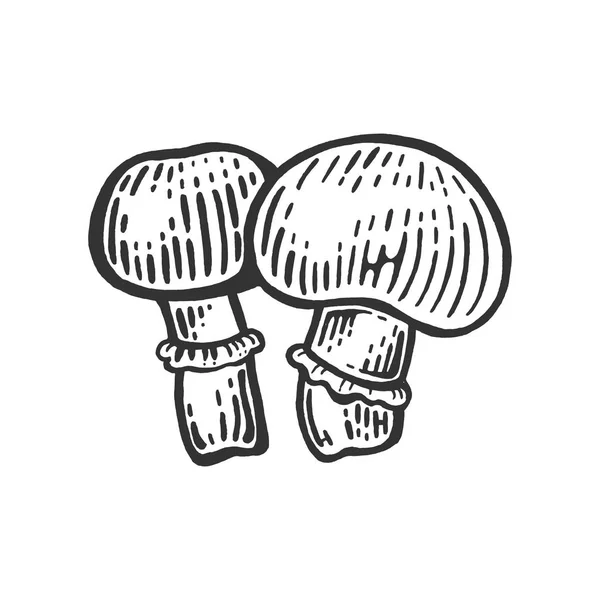 Porcini Agaricus champiñón seta comestible boceto grabado vector ilustración. Scratch board estilo imitación. Imagen dibujada a mano en blanco y negro . — Vector de stock