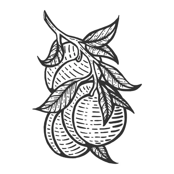 Melocotón árbol de la planta frutal rama boceto grabado vector ilustración. Scratch board estilo imitación. Imagen dibujada a mano . — Archivo Imágenes Vectoriales