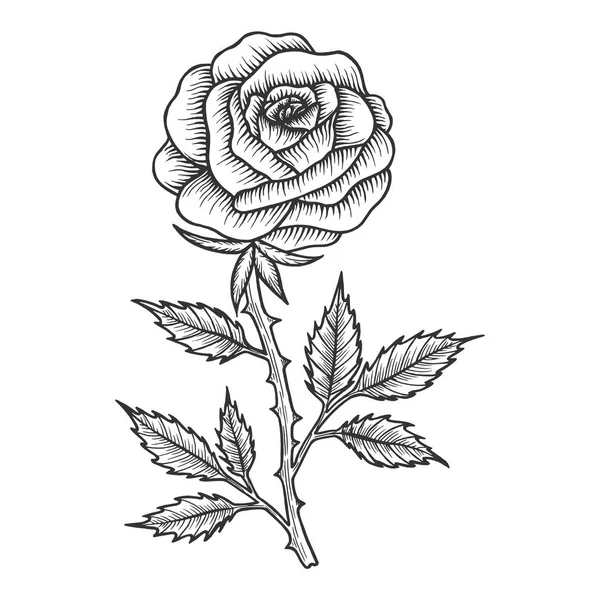 Rose flor esboço gravura vetor ilustração. Imitação de estilo Scratch board. Imagem desenhada à mão preto e branco . —  Vetores de Stock