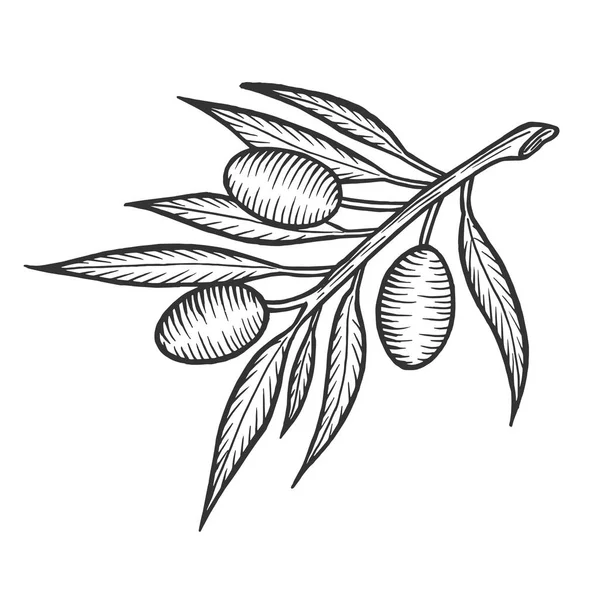 Оливкова гілка Ескіз гравюри Векторні ілюстрації. Імітація стилю подряпини дошки. Мальоване зображення вручну . — стоковий вектор