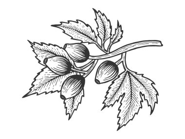 Köpek gül yaprakları ile kroki oyma vektör çizim. Yönetim Kurulu tarzı taklit kaşı. Elle çizilmiş resim.