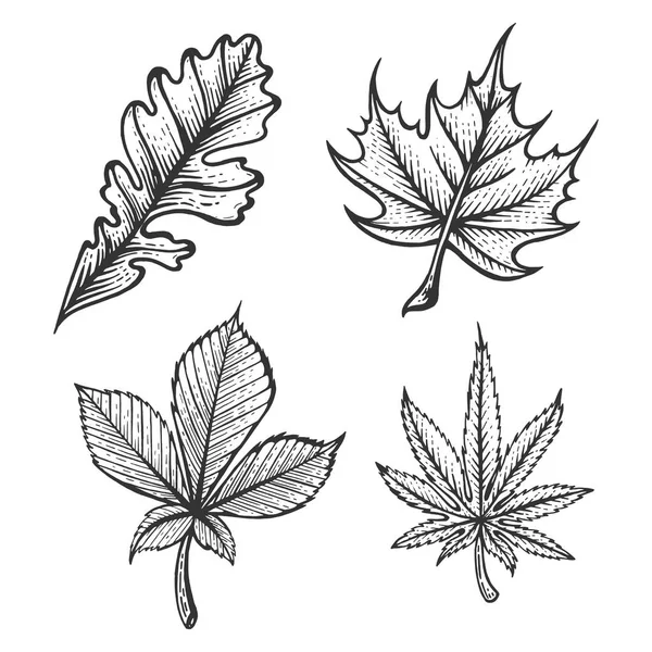 Plant Chestnut Oak Maple Cannabis leaves sketch engraving vector illustration. Scratch board style imitation. Hand drawn image. — Stock Vector