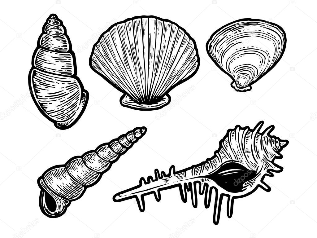 Sea shell set sketch engraving vector illustration. Scratch board style imitation. Black and white hand drawn image.
