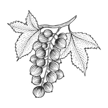 İle Siyah frenk üzümü sketch vektör çizim oyma bırakır. Yönetim Kurulu tarzı taklit kaşı. Elle çizilmiş resim.
