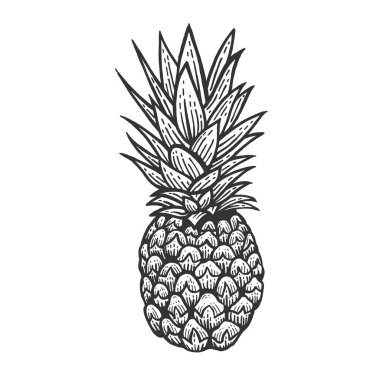 Ananas egzotik meyve oyma vektör çizim kroki. Yönetim Kurulu tarzı taklit kaşı. Siyah ve beyaz el çizilmiş resim.
