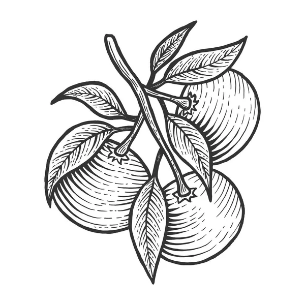 Mandarim laranja citrinos fruta exótica esboço gravura vetor ilustração. Imitação de estilo Scratch board. Imagem desenhada à mão preto e branco . — Vetor de Stock