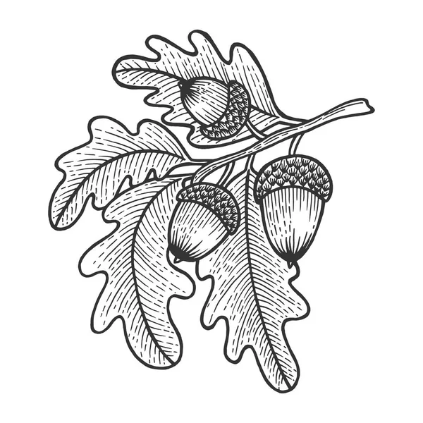 Дубовая ветвь с наброском желудей с гравировкой векторной иллюстрации. Имитация в стиле Scratch board. Ручное изображение . — стоковый вектор