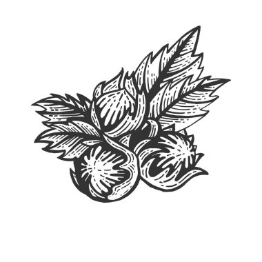 Fındık ceviz kroki oyma vektör çizim. Yönetim Kurulu tarzı taklit kaşı. Siyah ve beyaz el çizilmiş resim.