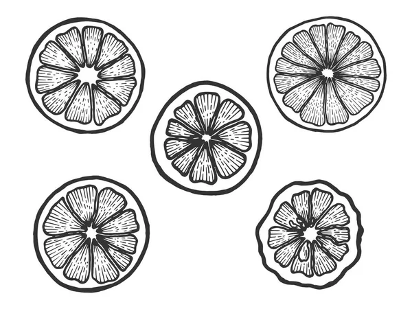 Citrus frutas exóticas fatia set esboço gravura vetor ilustração. Imitação de estilo Scratch board. Imagem desenhada à mão preto e branco . — Vetor de Stock