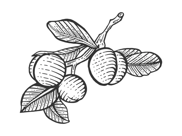 Plante fruitière de prunier croquis de branche gravure vectorielle illustration. Imitation de style scratch board. Image dessinée à la main . — Image vectorielle