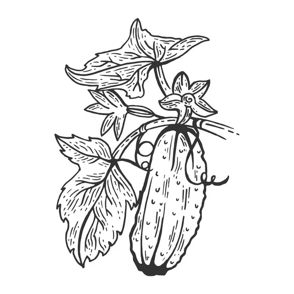 Plante légume de concombre sur croquis de branches gravure vectorielle illustration. Imitation de style scratch board. Image dessinée à la main . — Image vectorielle