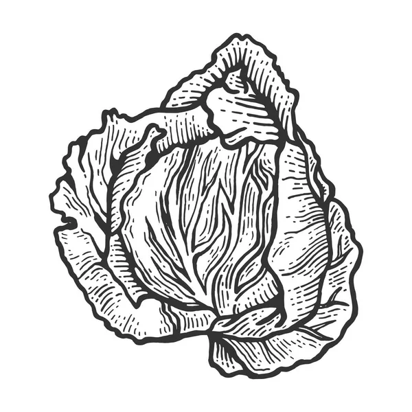 Plante de légumes chou sur croquis de branche gravure vectorielle illustration. Imitation de style scratch board. Image dessinée à la main . — Image vectorielle