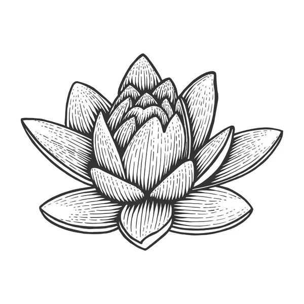 Nymphaea eau lotus fleur de lys vintage croquis gravure vectorielle illustration. Imitation de style scratch board. Image dessinée à la main noir et blanc . — Image vectorielle