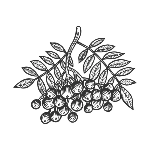 Rowan Sorbus branche croquis gravure vectoriel illustration. Imitation de style scratch board. Image dessinée à la main . — Image vectorielle