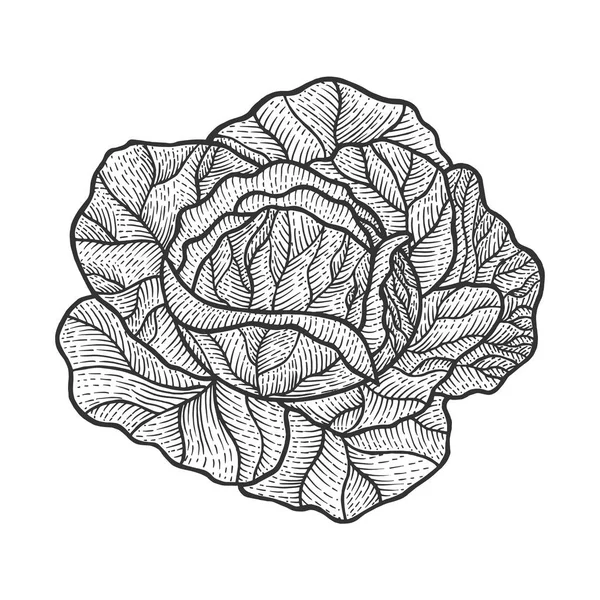 Planta vegetal de col en ilustración de vectores de grabado de bocetos de rama. Scratch board estilo imitación. Imagen dibujada a mano . — Vector de stock