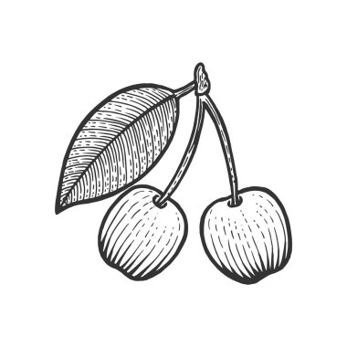 Kiraz berry meyve kroki oyma vektör illüstrasyon. Karalama panosu tarzı taklit. Siyah beyaz el çizilmiş görüntü.