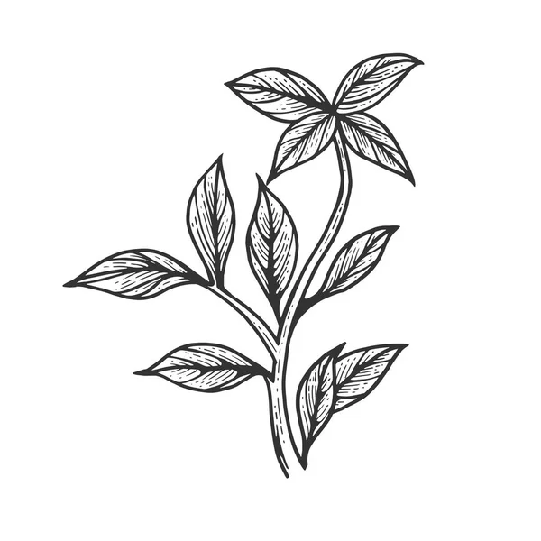 Albahaca ocimum planta verde especia boceto grabado vector ilustración. Scratch board estilo imitación. Imagen dibujada a mano . — Archivo Imágenes Vectoriales