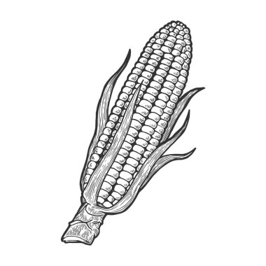 Mısır Mısır bitkisel bitki şube kroki oyma vektör illüstrasyon. Karalama panosu tarzı taklit. El çizilmiş görüntü.