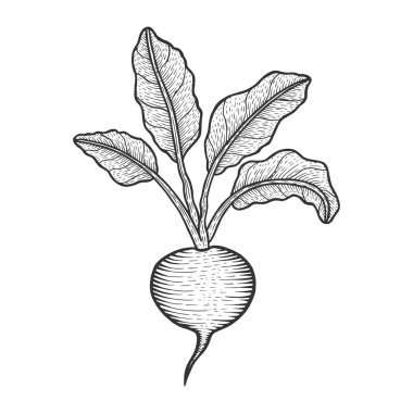 Pancar pancar sebze bitki kroki gravür vektör illüstrasyon. Scratch tahta tarzı taklit. Elle çizilmiş görüntü.