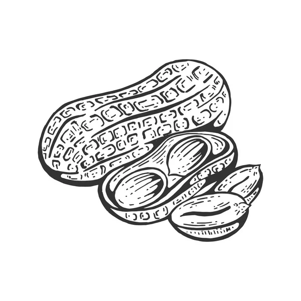 Fruto de amendoim esboço gravura vetor ilustração. Imitação de estilo Scratch board. Imagem desenhada à mão preto e branco . —  Vetores de Stock