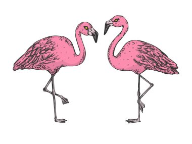 Flamingo kuş rengi kroki gravür vektör illüstrasyon. Scratch tahta tarzı taklit. Siyah beyaz elle çizilmiş görüntü.